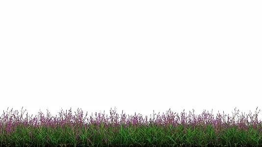野生绿草和带阿尔法通道的紫色小花束视频的预览图