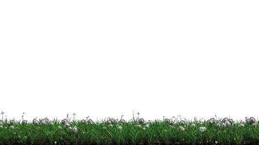 野生绿草和花头白头带左右运动带阿尔法通道视频的预览图
