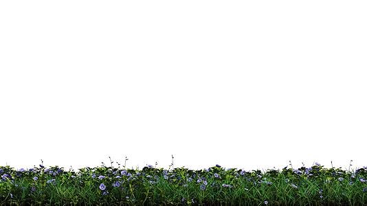 野生绿草和蓝色快速花束带阿尔法信道的线性运动视频的预览图