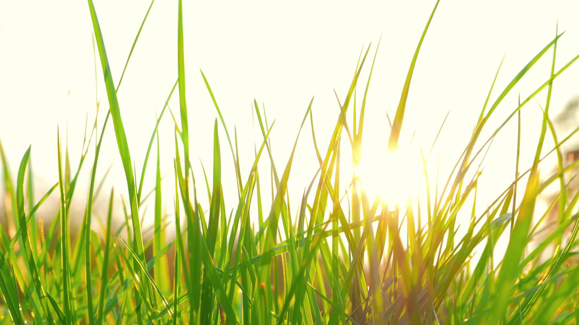新鲜的草和太阳视频的预览图
