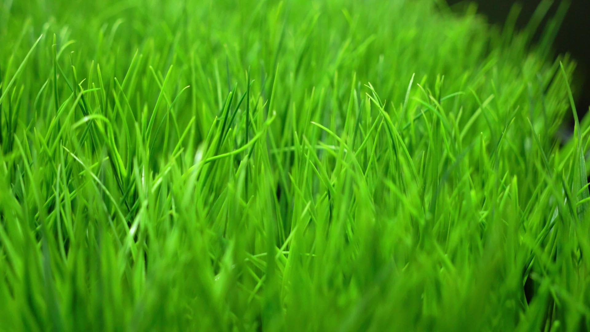绿色草坪草视频的预览图