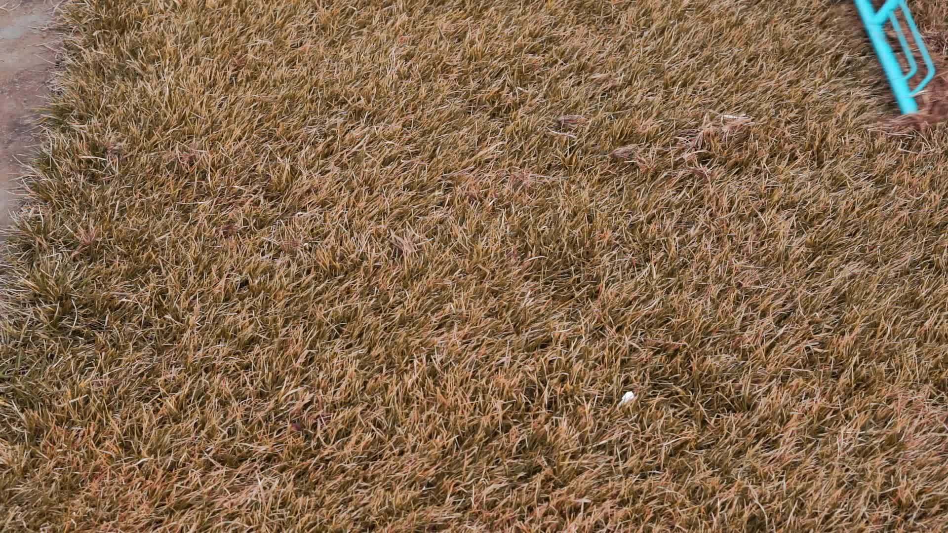 一只公驼和死草草坪一起梳成干黄绿草视频的预览图