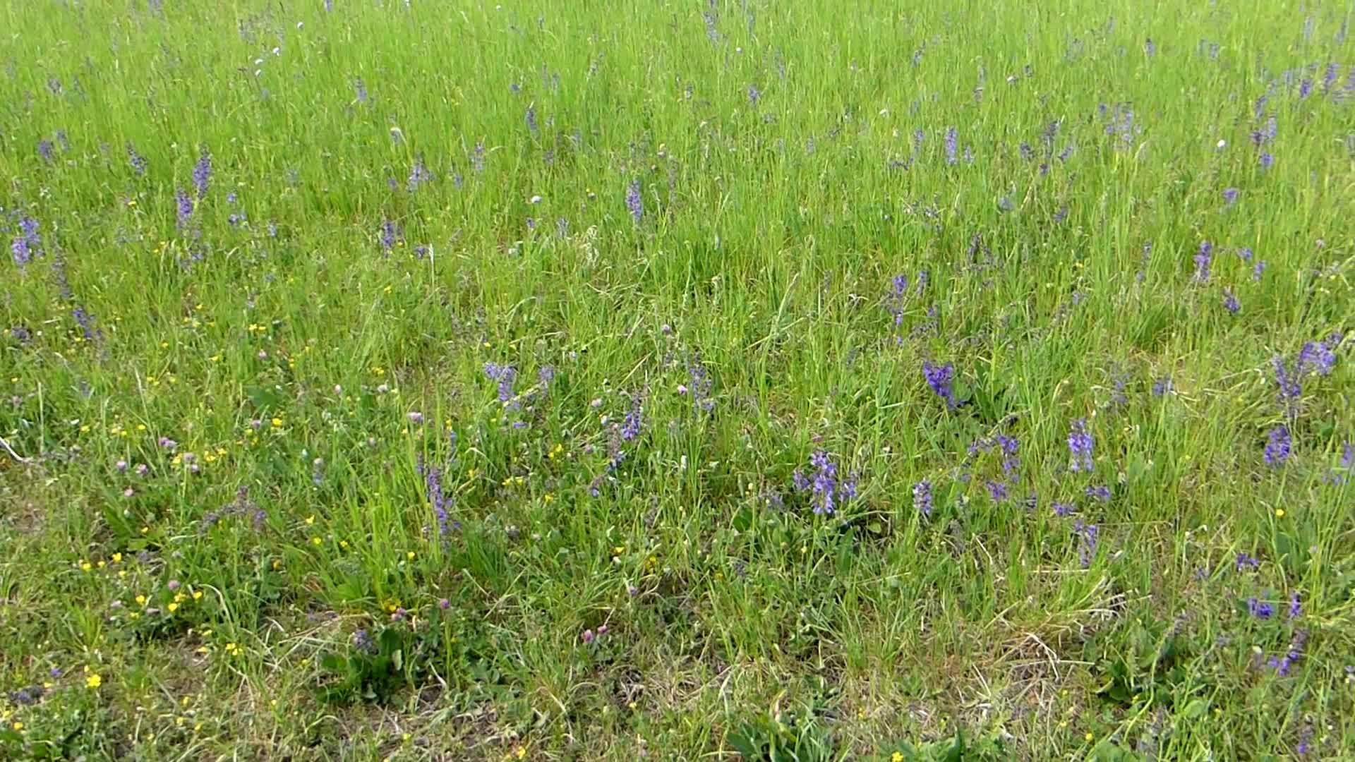 在德国春天使用野蓝圣人草地和板球的声音视频的预览图