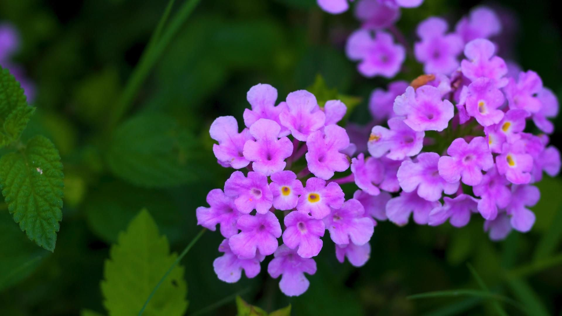 静拍春天里的小紫野花视频的预览图