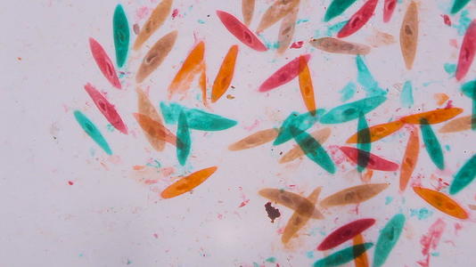 显微镜下的草履虫——白色背景上的绿色、橙色和棕色抽象视频的预览图