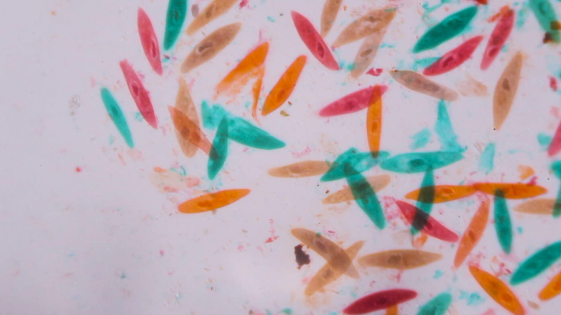 显微镜下的草履虫——白色背景上的绿色、橙色和棕色抽象视频的预览图