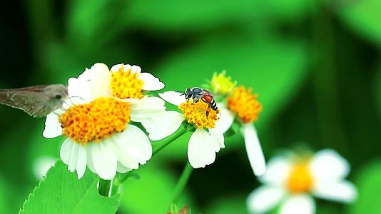 蜜蜂和蝴蝶从花中发现了花蜜视频的预览图