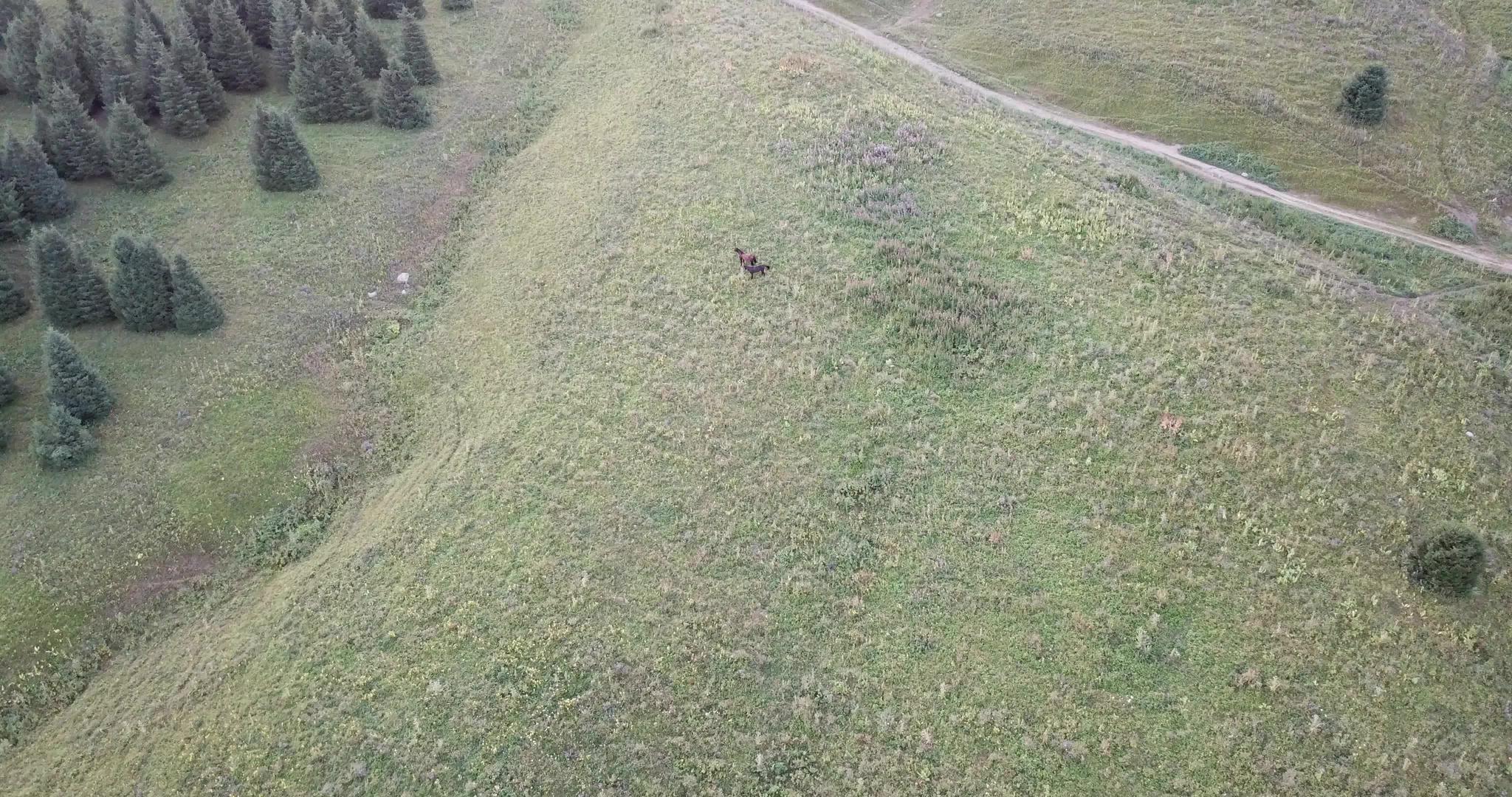 几匹马在绿草地上放牧视频的预览图