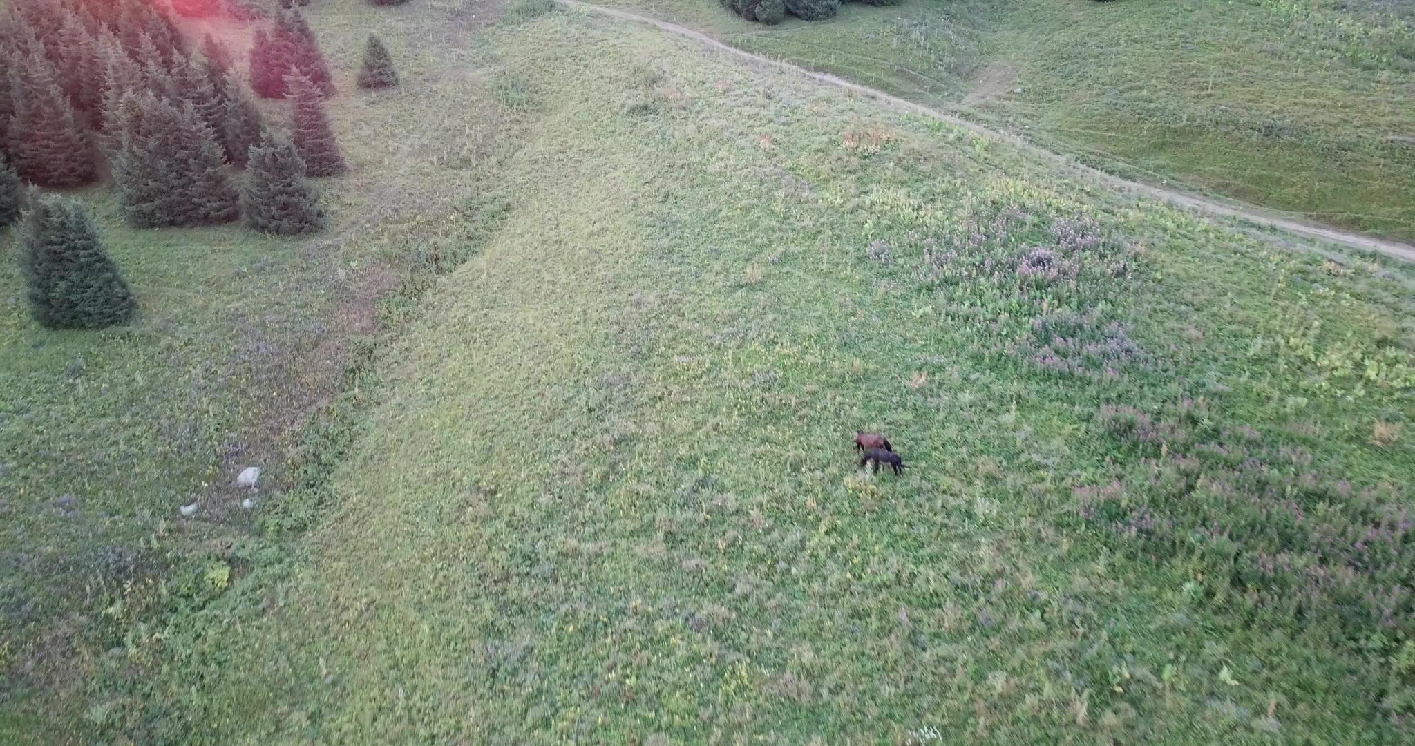 几匹马在绿草地上放牧视频的预览图