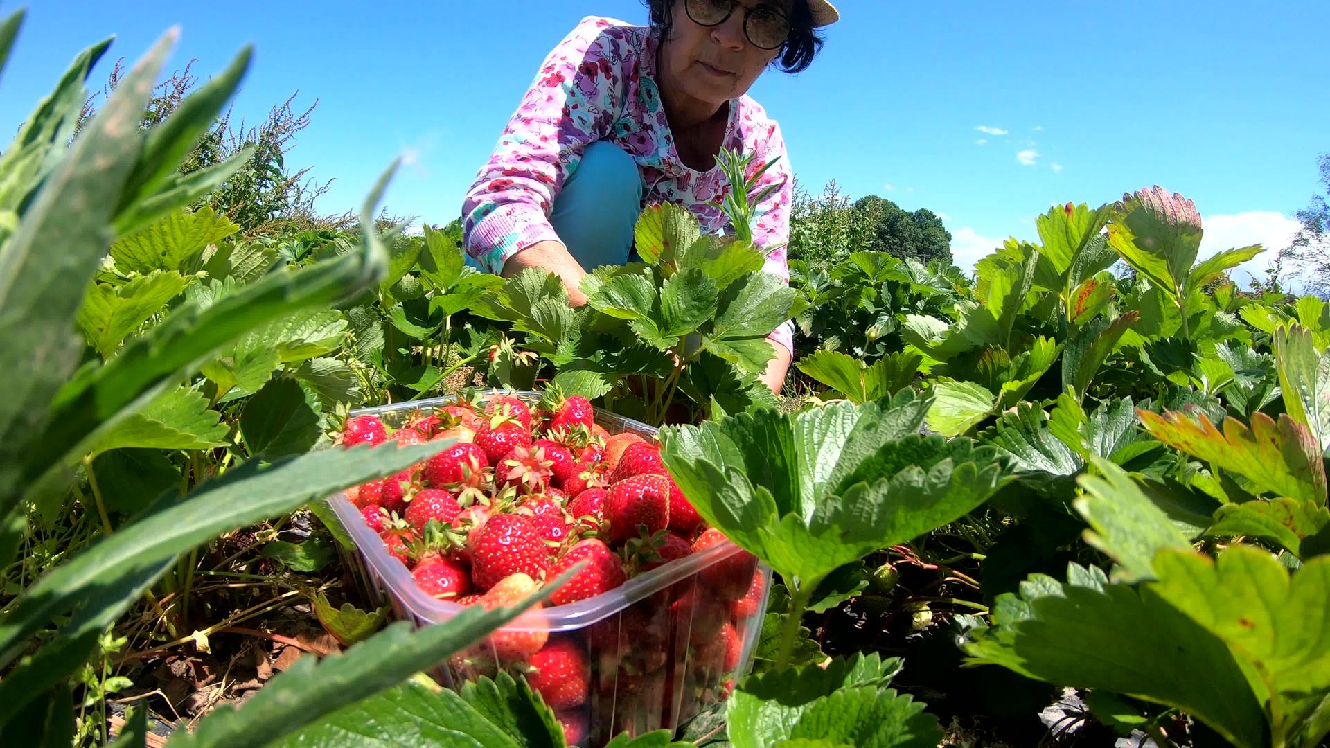 女人在田间收割草莓视频的预览图