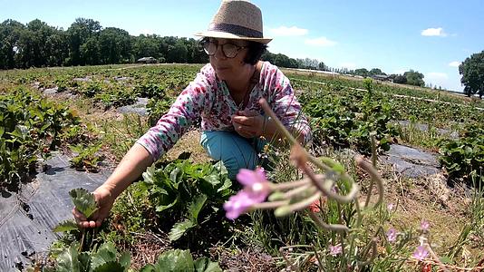 女人在田间收割草莓视频的预览图