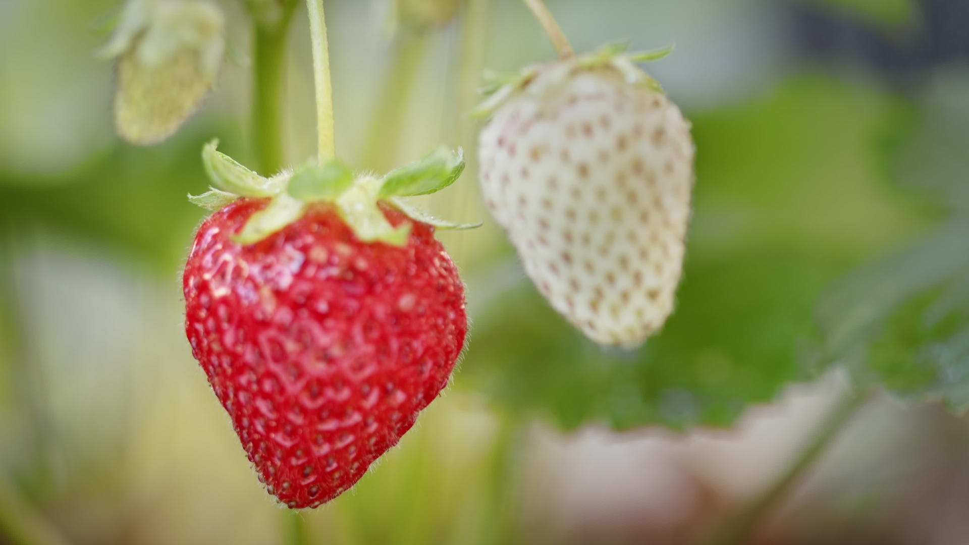 关闭草莓架的焦点视频的预览图