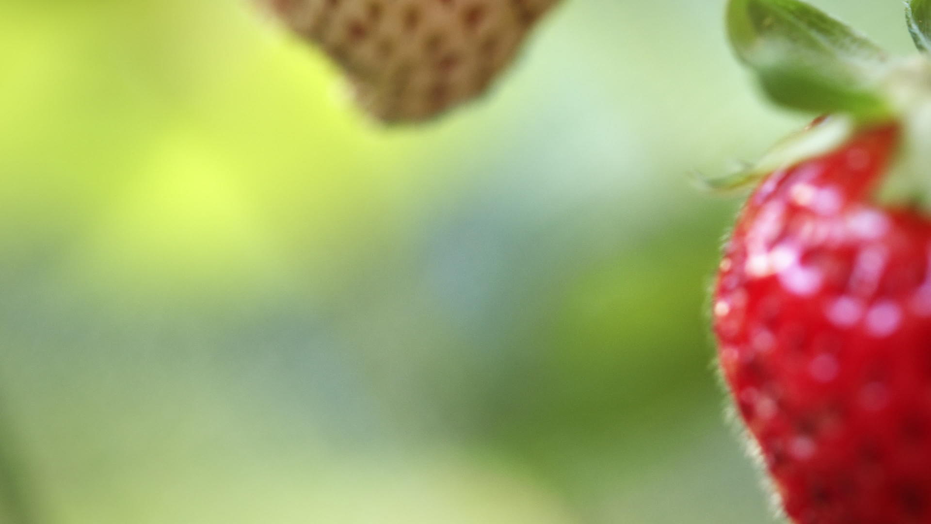 草莓细节视频的预览图