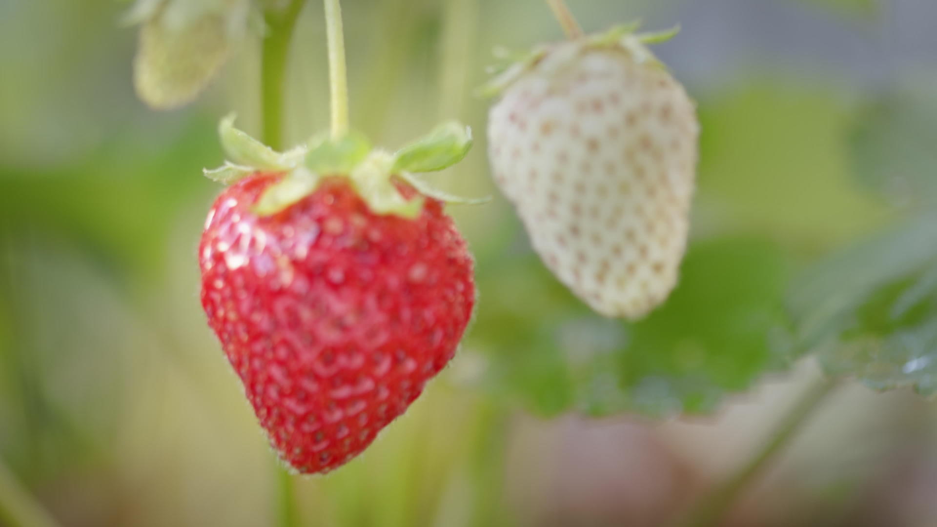 关闭草莓架的焦点视频的预览图