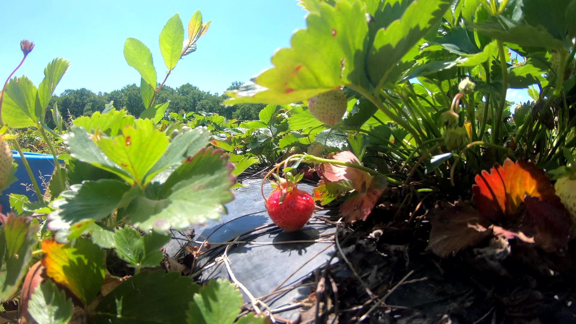花园里的树上有新鲜的草莓视频的预览图