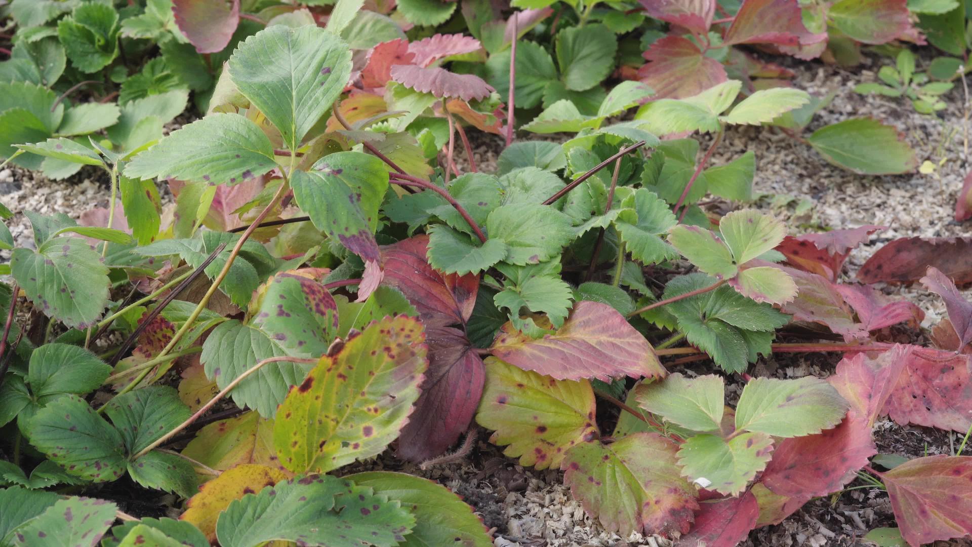 秋天花园里的草莓灌木在风中摇曳视频的预览图