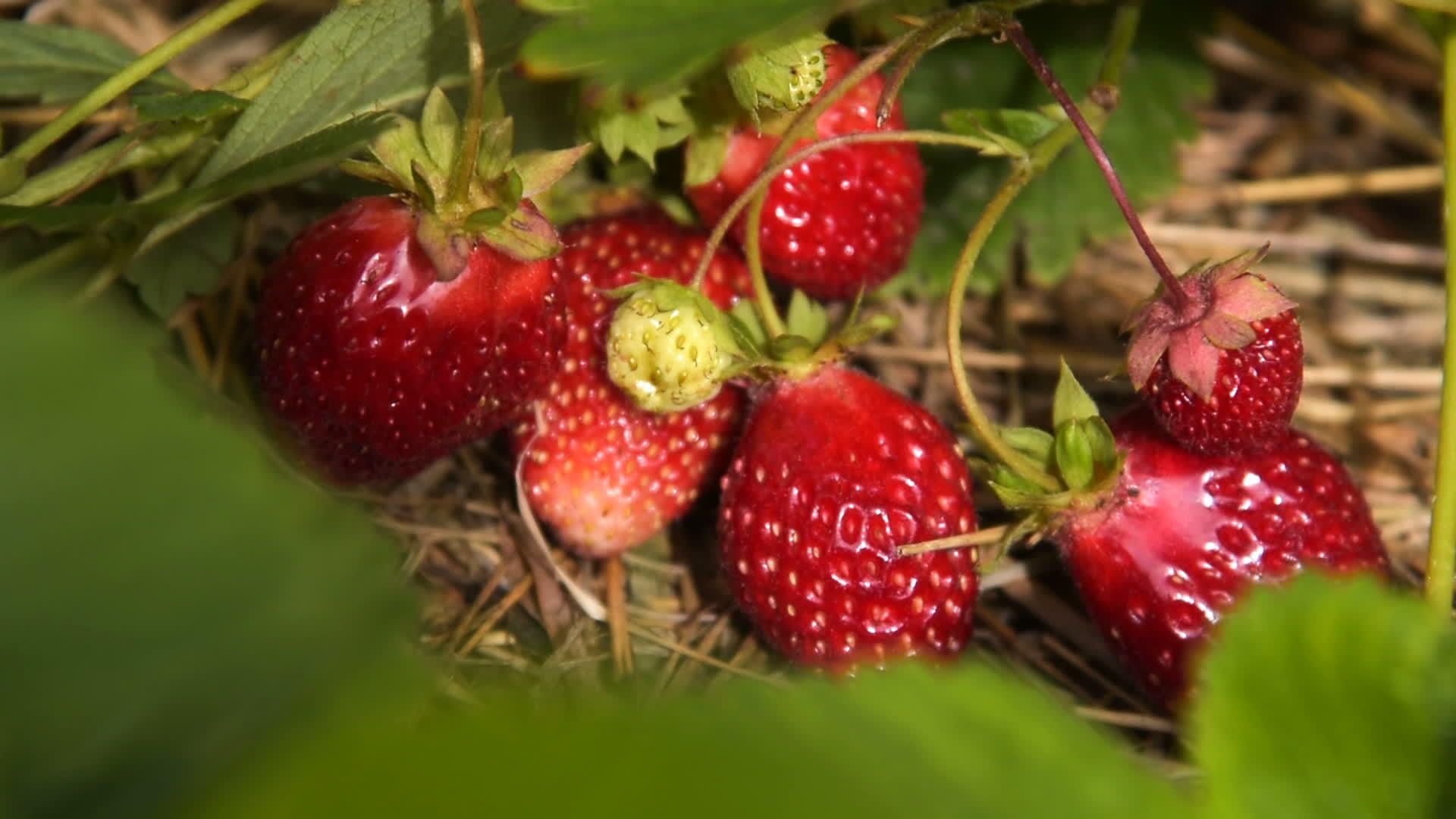 草莓植物近照配有成熟的红莓草莓草莓草莓视频的预览图