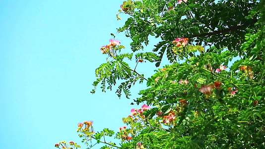 东印度胡桃猴子小屋和蓝天视频的预览图