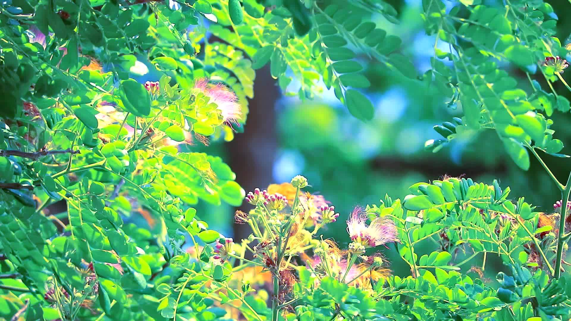 大型常年植物和花卉在花园中开花视频的预览图