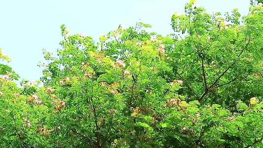 雨树东印度胡桃猴子豆粉花和天空视频的预览图