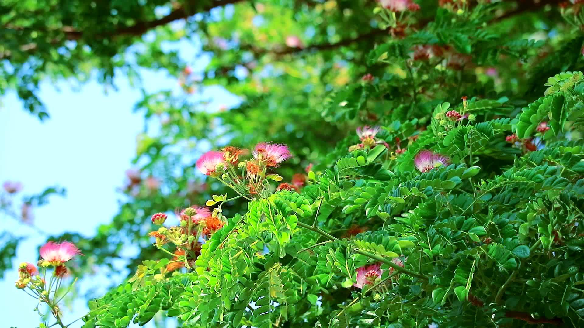 雨树东印度胡桃猴窝和花在花园里开花视频的预览图