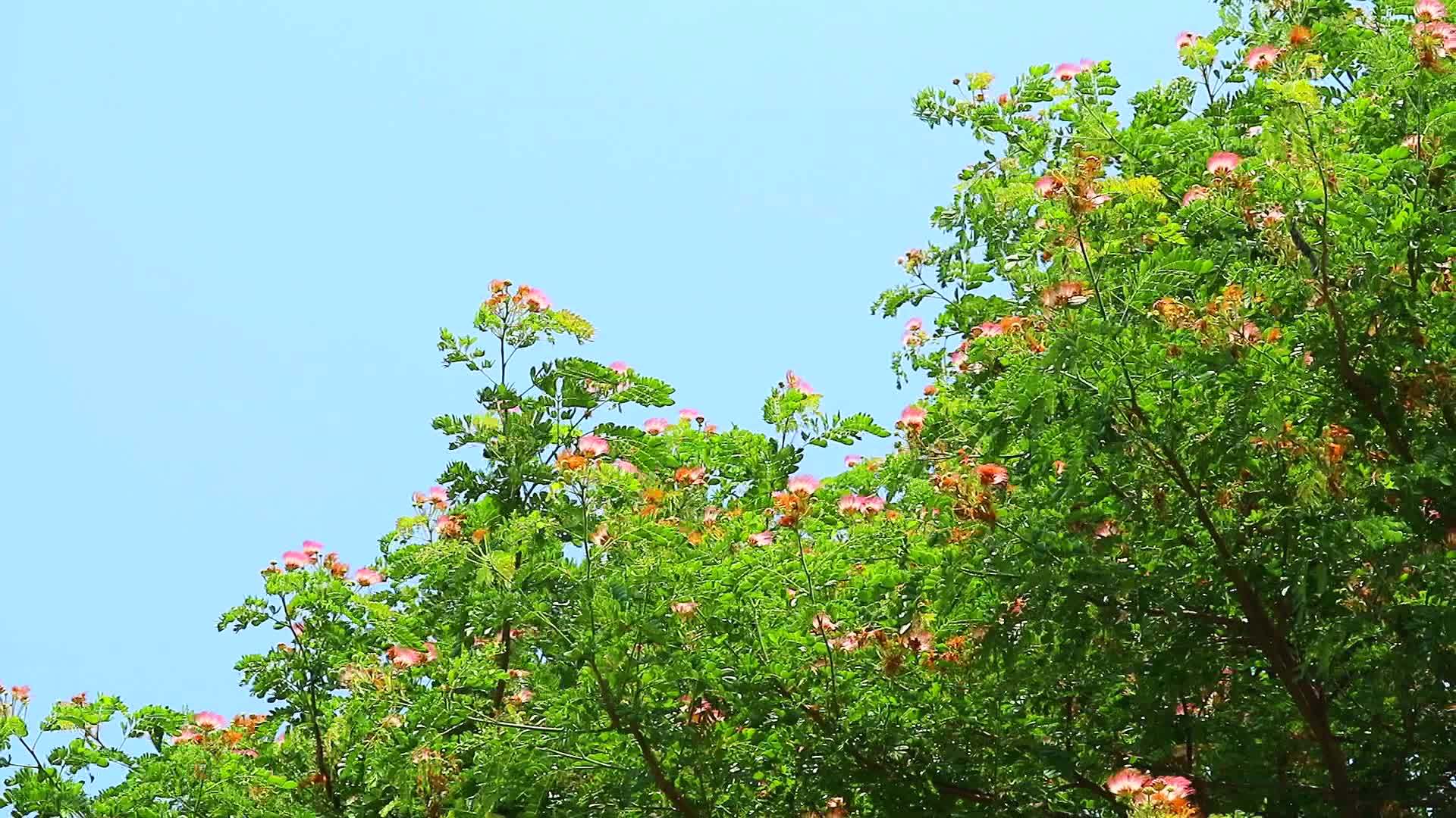 东印度胡桃猴窝多年生植物高度超过15-20米视频的预览图