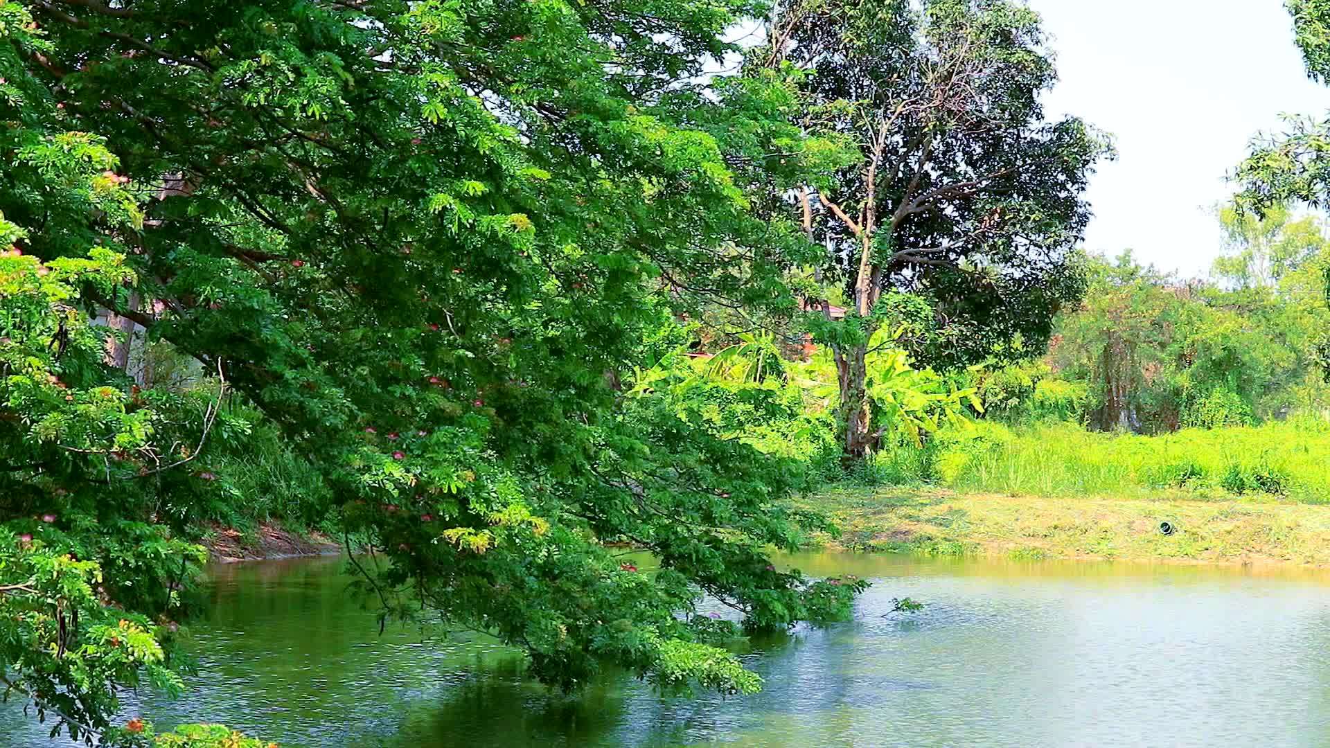 湖面上的树枝和花朵视频的预览图
