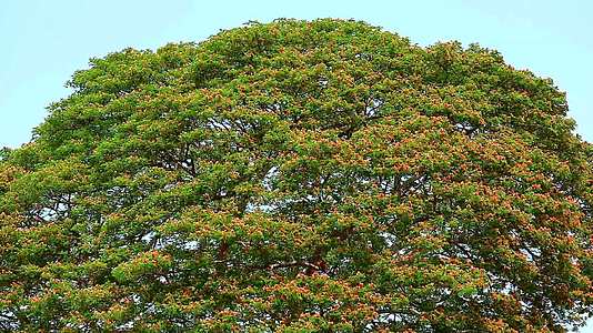 蓝天背景下的大树、花雨树、东印度核桃、猴荚、大型多年生植物视频的预览图