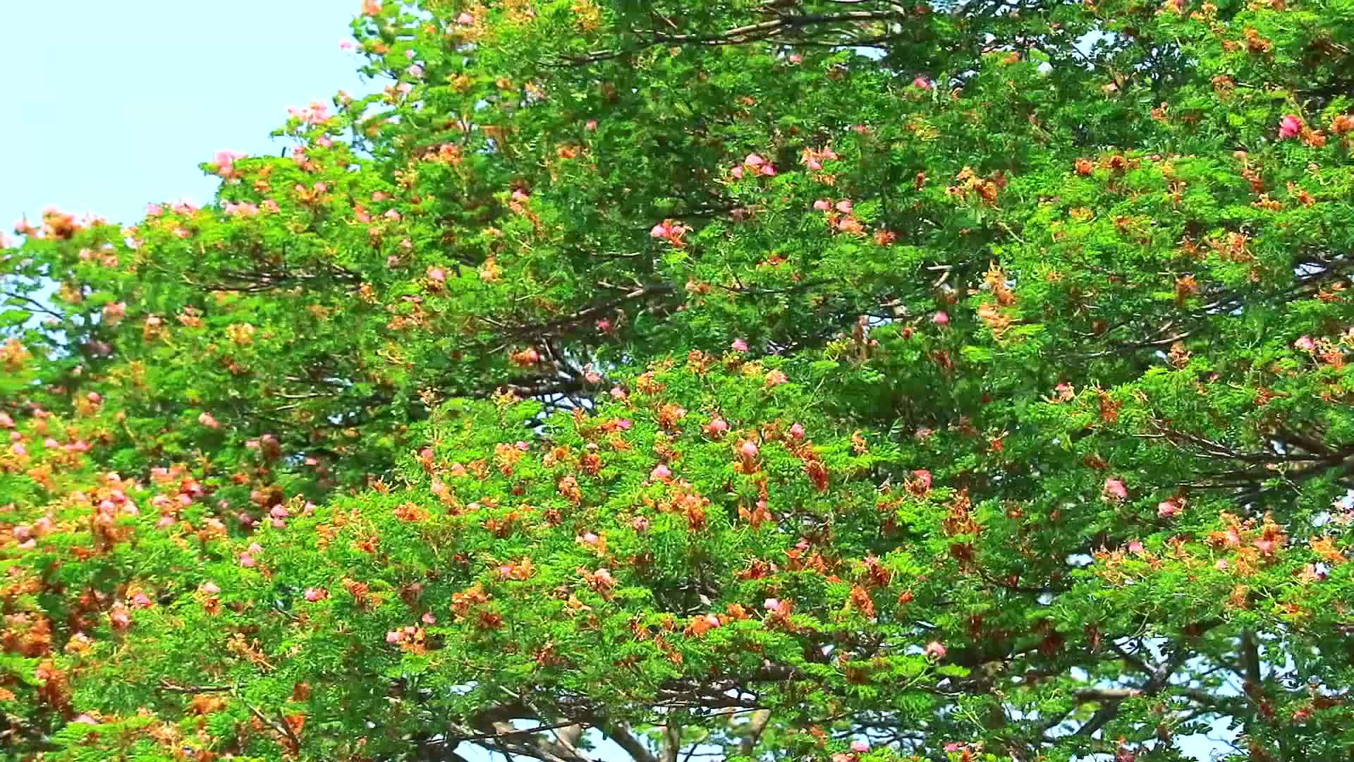 横跨东印度胡桃猴子小屋的雨树粉色花朵和丁基天空背景视频的预览图