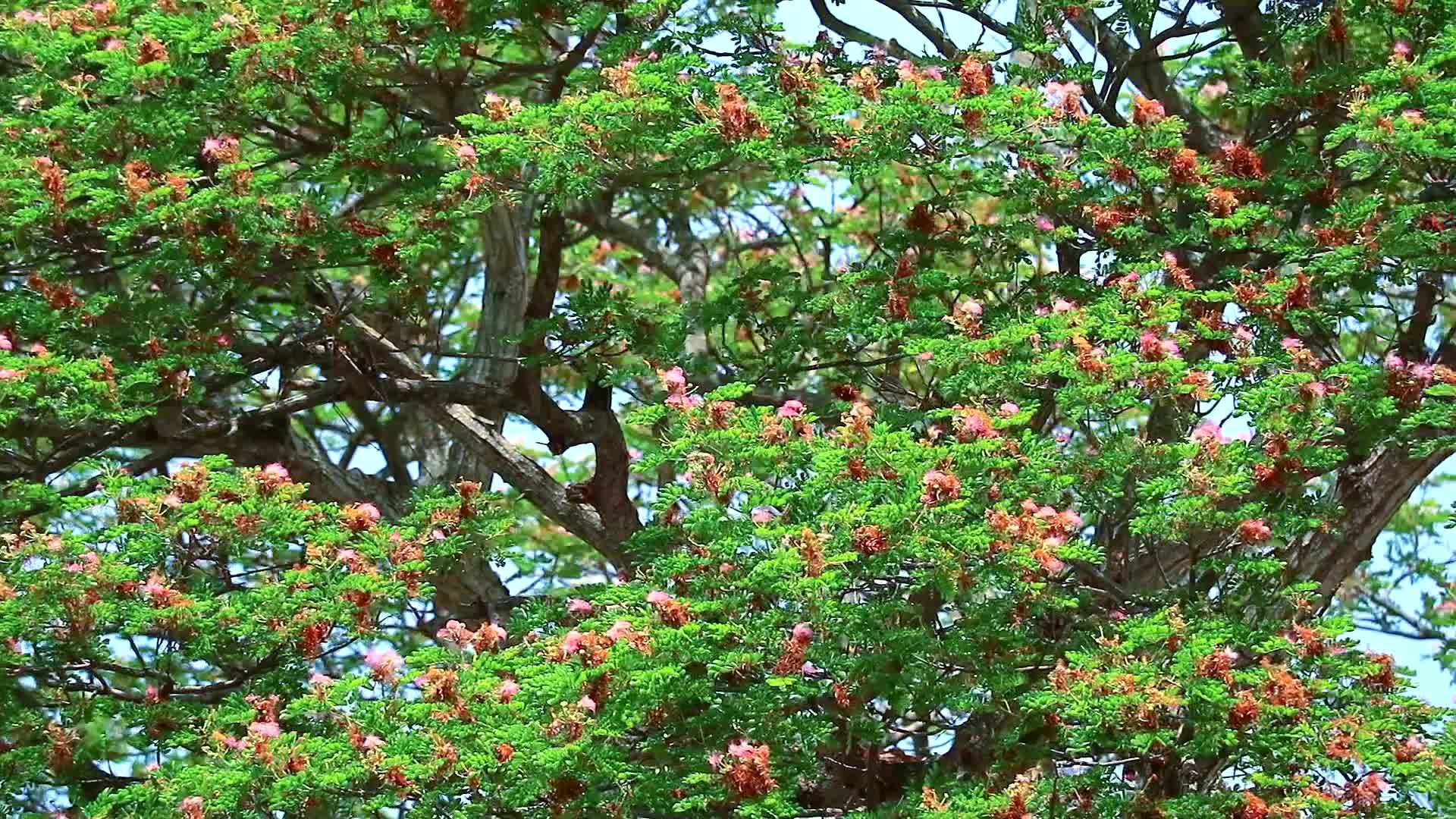 秋天穿过雨林粉红色的花朵盛开蓝天背景视频的预览图