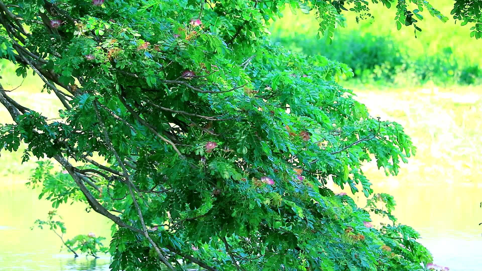 树枝生长在夏天开花的池塘表面视频的预览图