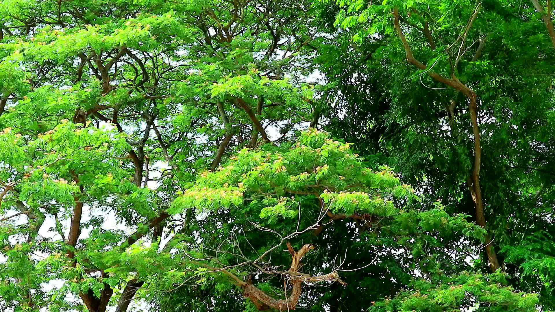 东印度胡桃猴子豆雨树花园的粉色花朵视频的预览图