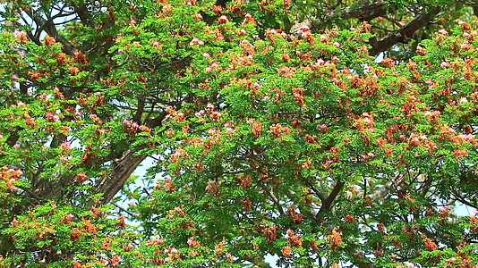 东印度胡桃猴子豆雨树粉色花朵和丁基天空背景视频的预览图