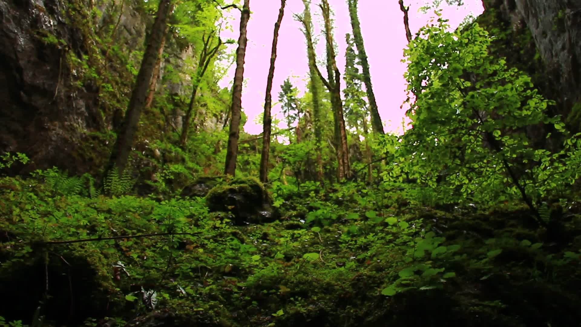 天然森林树干和树叶视频的预览图