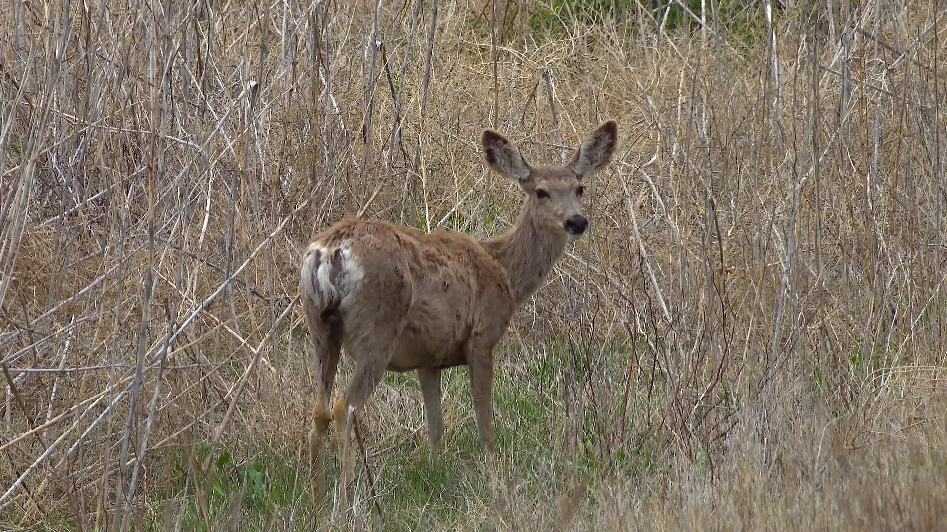 白尾鹿也被称为白尾鹿或处女鹿odocutouleus视频的预览图