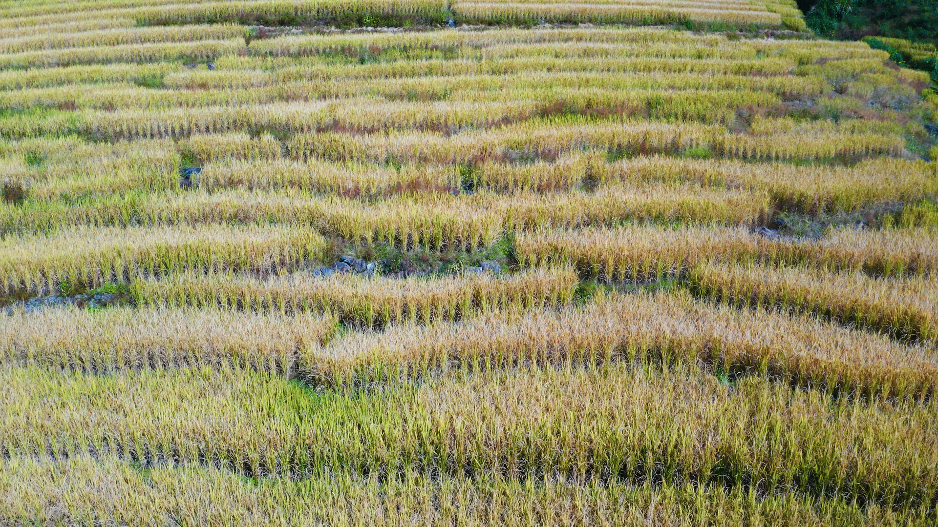 4K航拍稻田视频的预览图