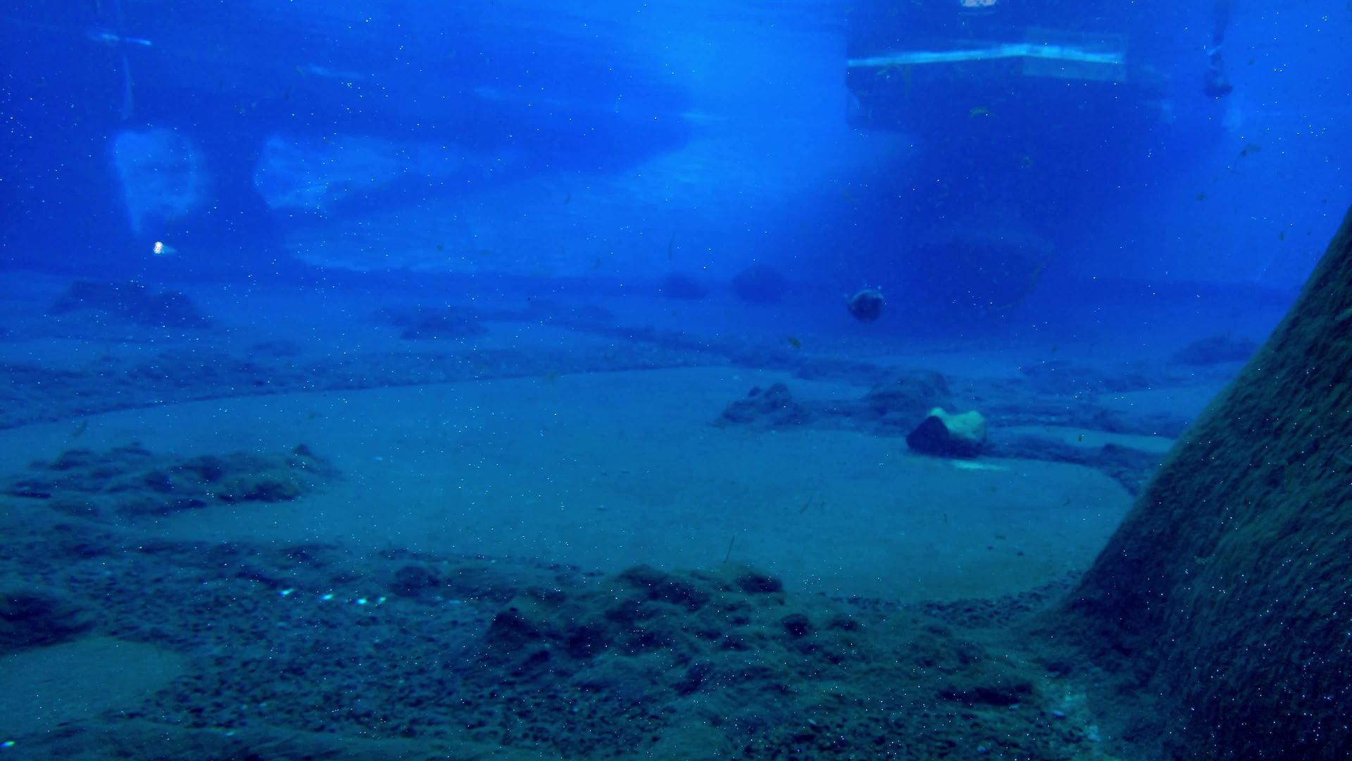 成年海豹在水中游泳视频的预览图