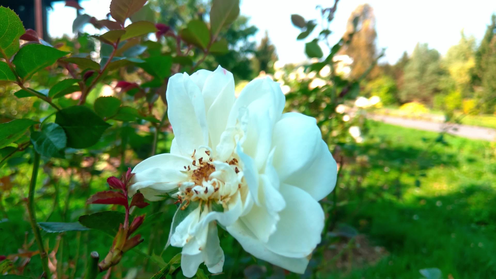 一些白色的玫瑰花瓣因为强风而掉落视频的预览图