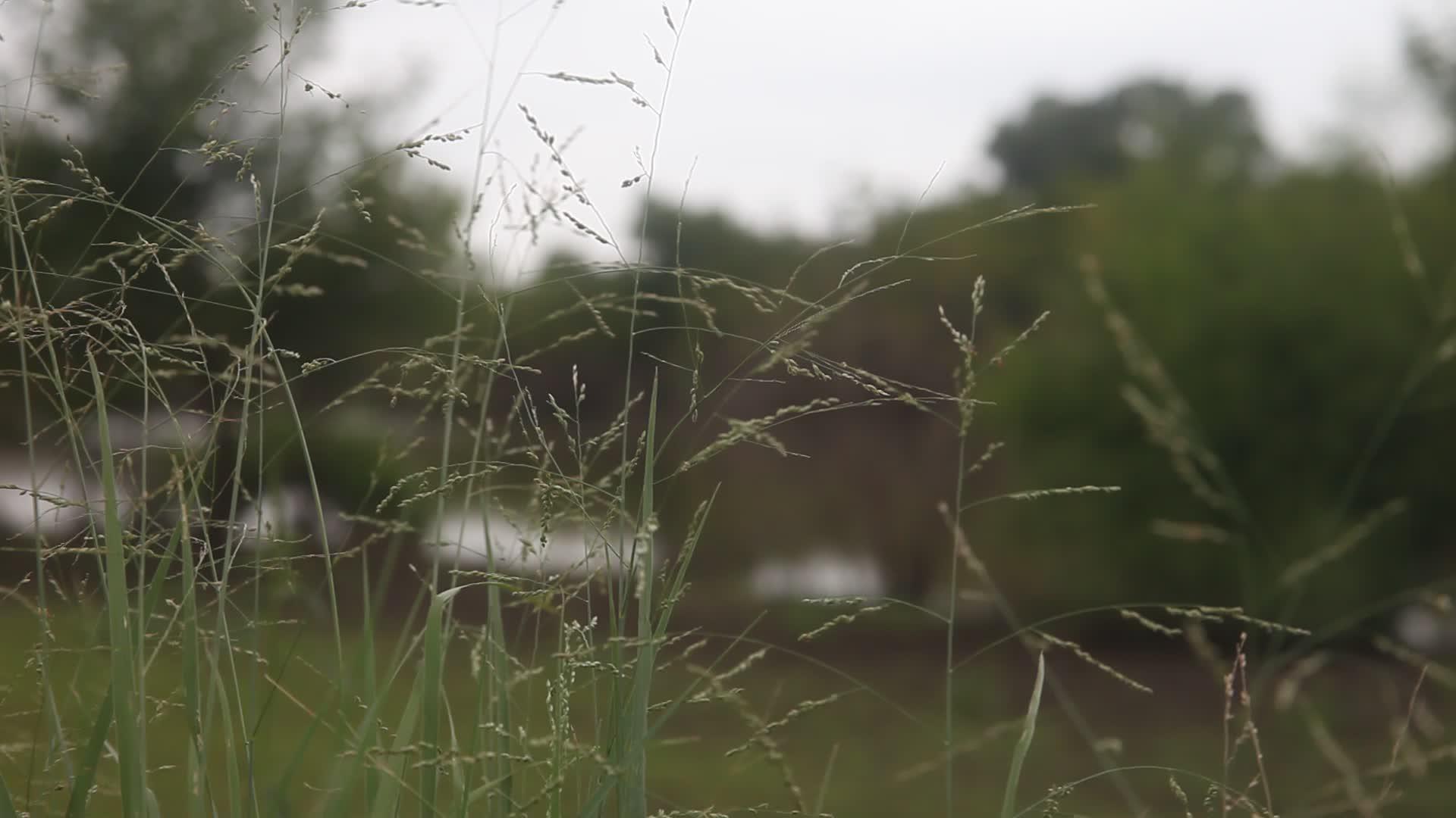 杂草在风中吹拂视频的预览图