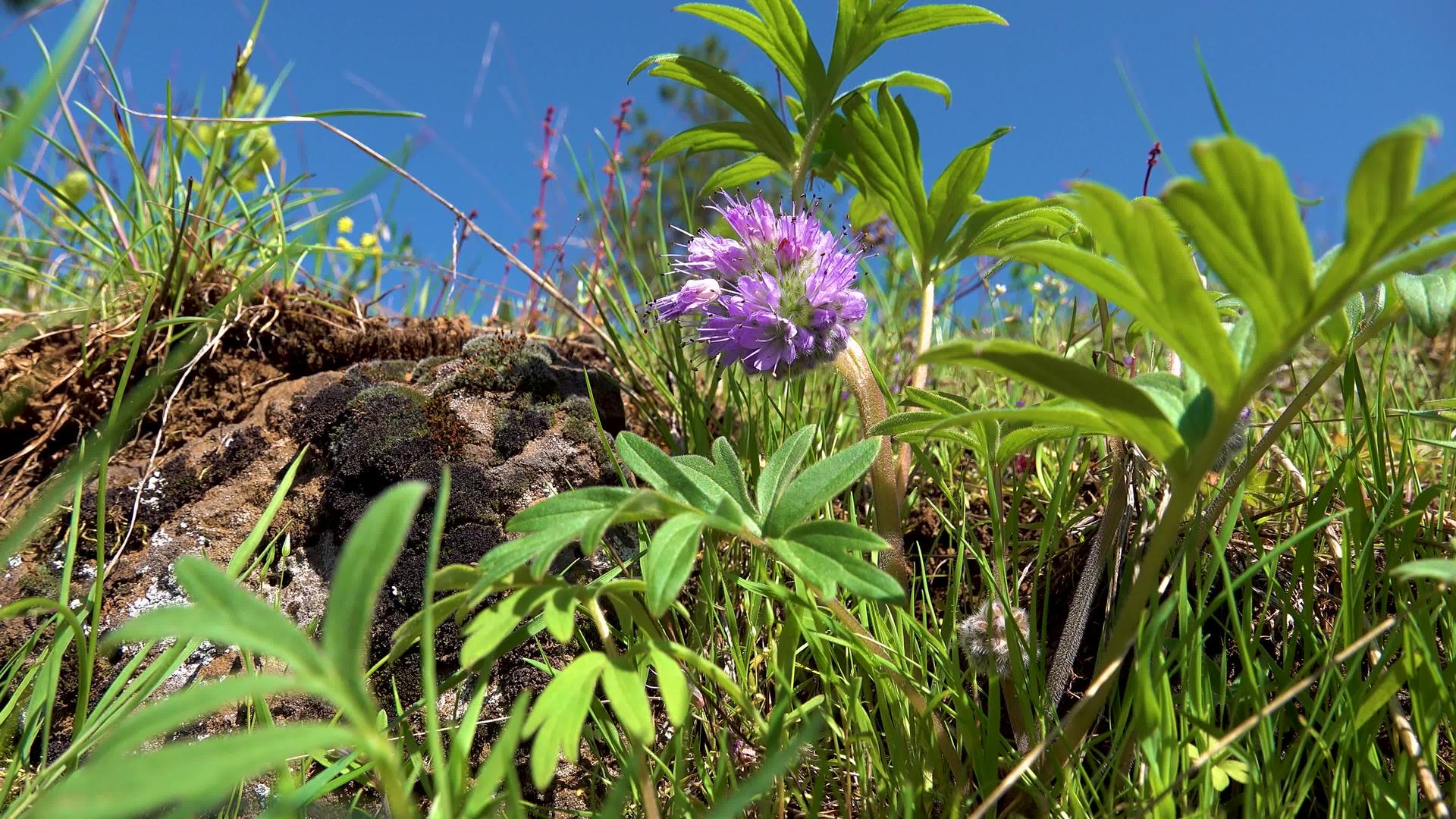 野生植物和花卉原始植物视频的预览图