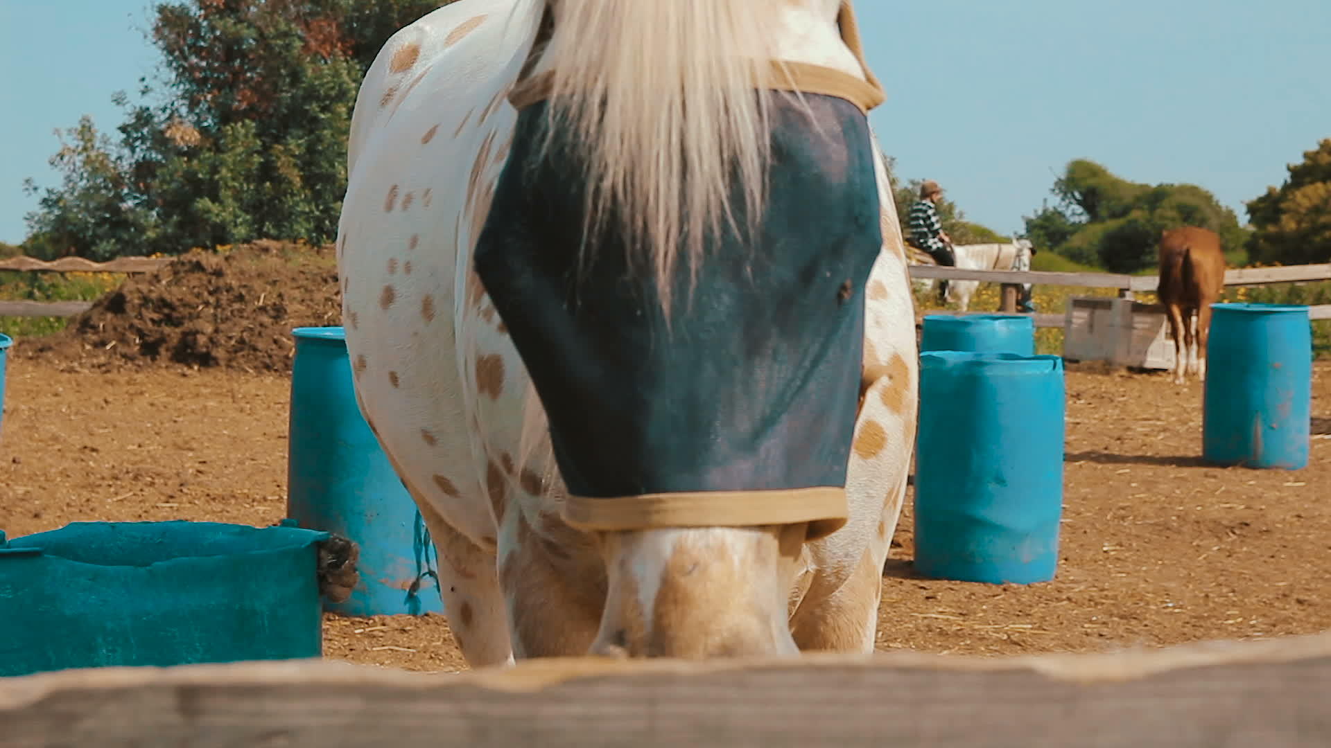 白马和马和一个布洛普遮住了他的眼睛在牧场吃干草视频的预览图