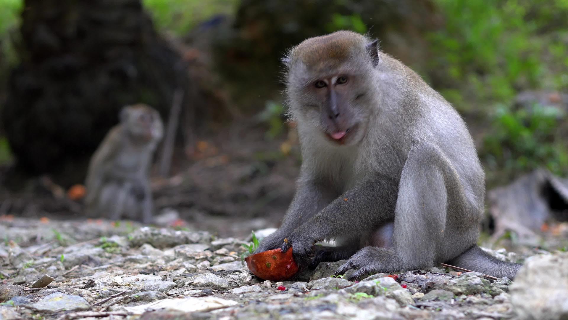 猴子用手吃水果视频的预览图