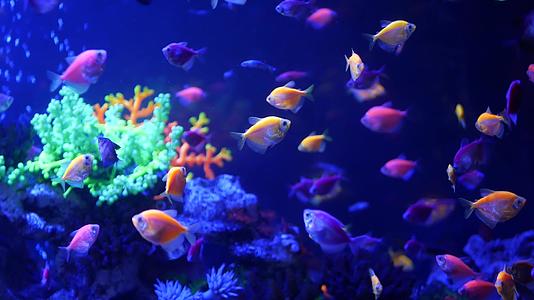 紫外线中生动的鱼uv紫罗兰水族馆在光线下发光视频的预览图