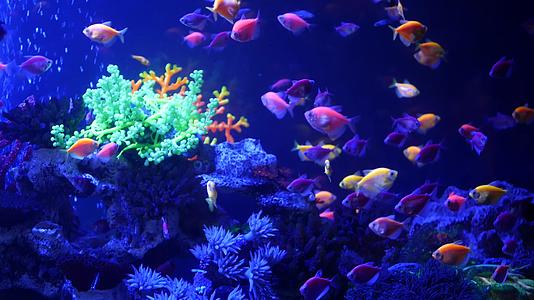 紫外线中生动的鱼uv紫罗兰水族馆在光线下发光视频的预览图