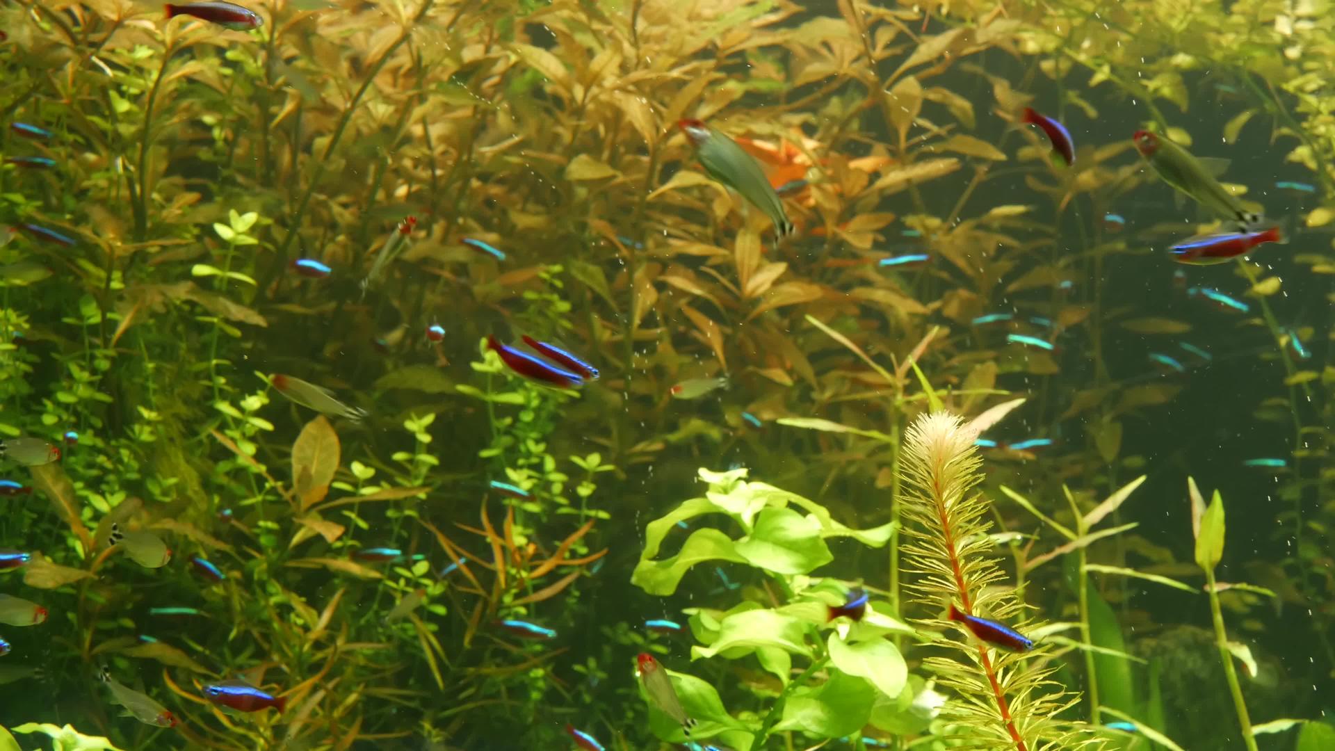 绿藻和水生植物之间的河流淡水中五颜六色的生动荧光鱼视频的预览图