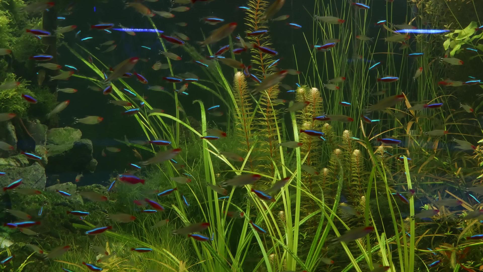 绿藻和水生植物之间的河流淡水中五颜六色的生动荧光鱼视频的预览图