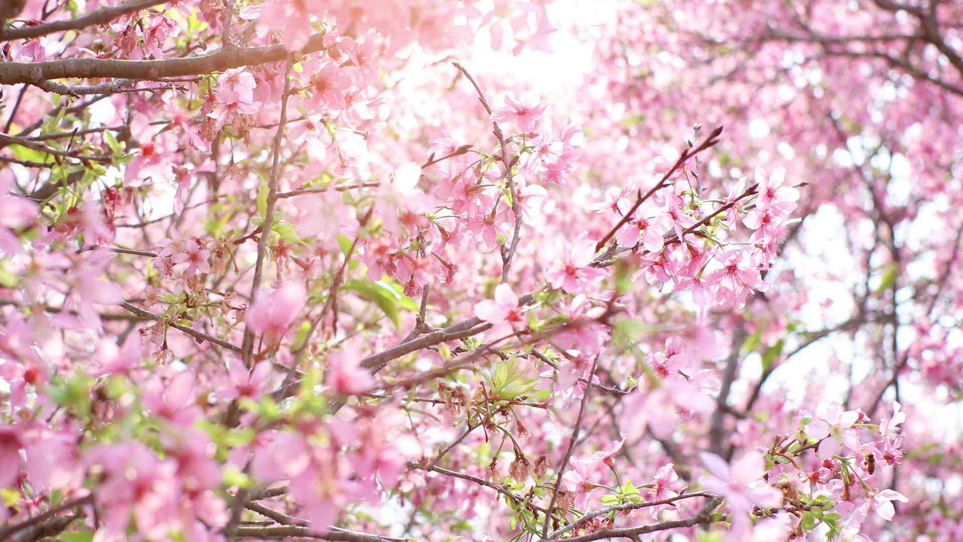 春季樱花花春分4K实拍赏花春分视频的预览图