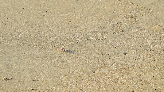 沙滩上的螃蟹4K视频的预览图