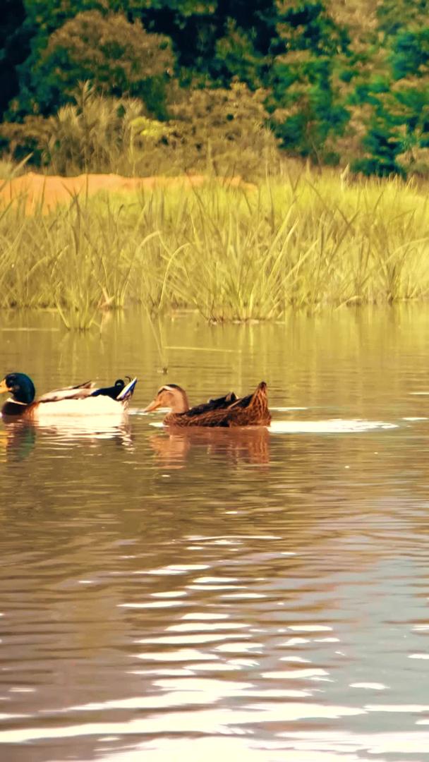 秋日夕阳下池塘散养的绿头鸭视频的预览图
