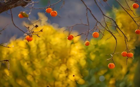 柿子树在秋天成熟视频的预览图